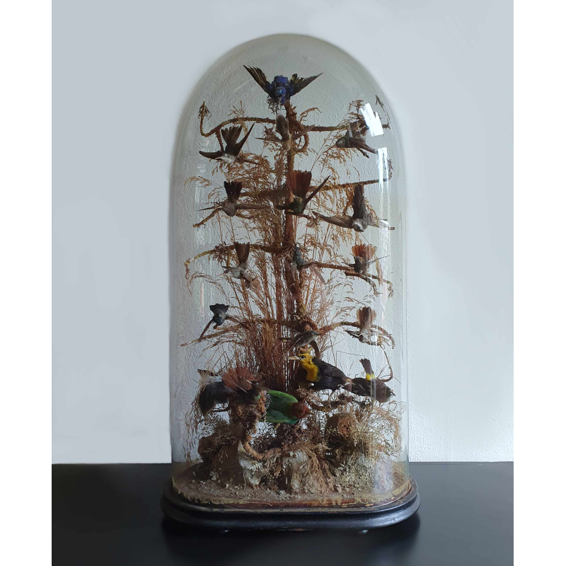 Victoriaanse stolp met o.a. 14 opgezette kolibri's